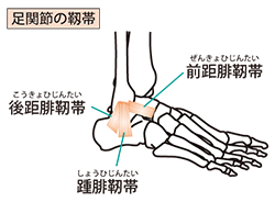 足の靱帯